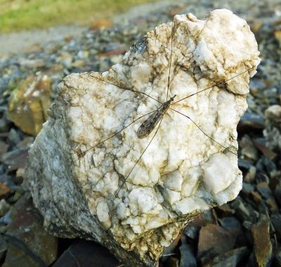 My Rock Bill Bagley Rocks and Minerals